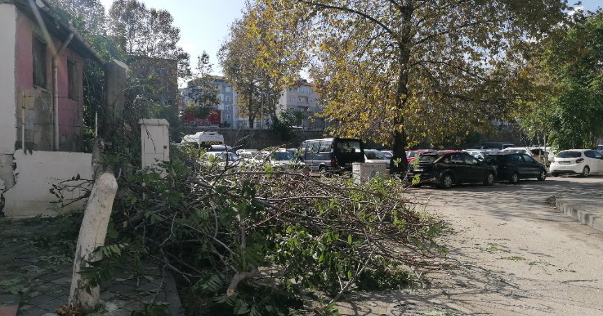 Uzayan dallar ekiplerce budandı