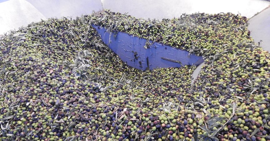 Zeytinde rekoltenin düşük olması bekleniyor