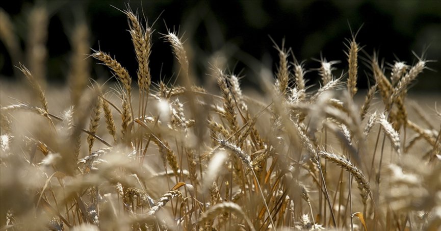 Kuraklık AB tahıl üretiminde sert düşüşe yol açtı