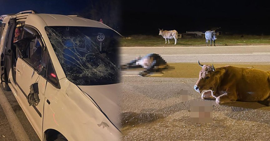 Ticari araç büyükbaş hayvanlara çarptı