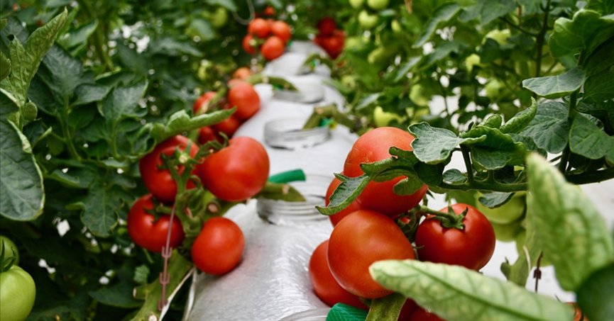 Organik ve iyi tarım uygulamaları 2,1 milyar liralık destek gördü