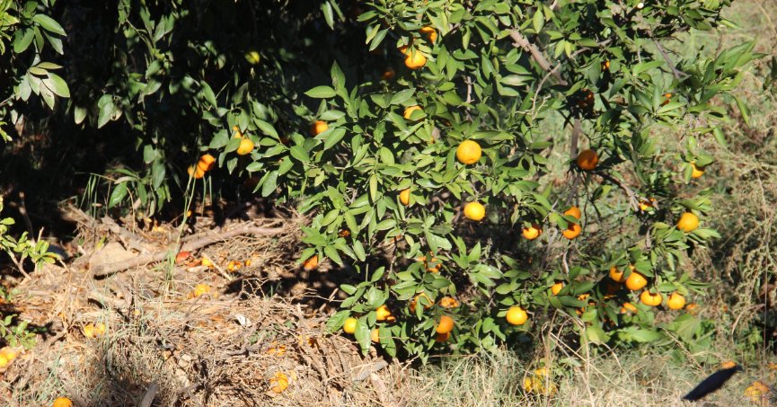 Narenciye üreticisini meyve sineği vurdu