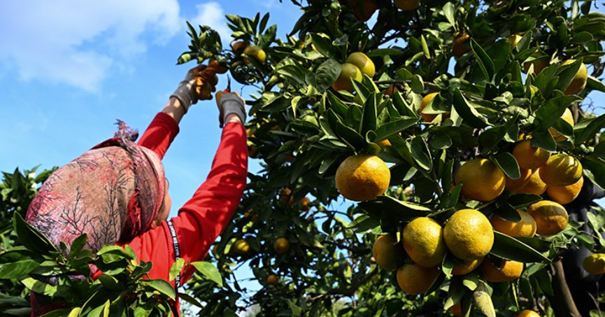 Mandalina rekoltesiyle üretici ve ihracatçıyı sevindirdi