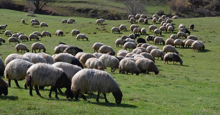 Hayvancılık destekleri yüzde 100-150 artırıldı