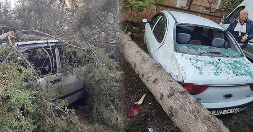 Ağaç, iki otomobilin üstüne devrildi
