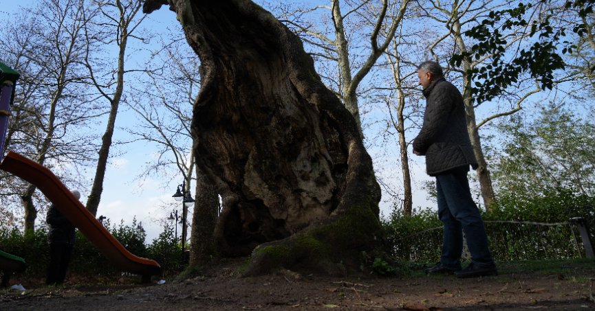 500 yıllık çınarın ilginç hikayesi