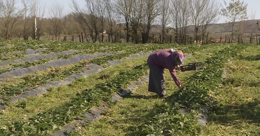 Organik tarım yapan 2 bin 500 üretici desteklenecek