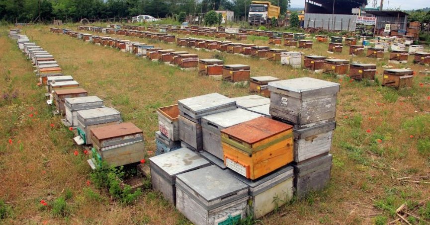 Kestane balı alırken rengi koyu olmalı