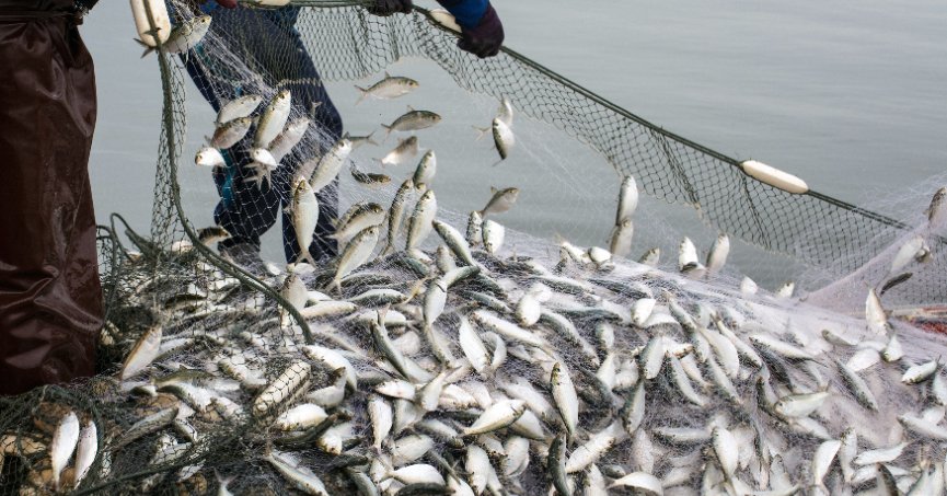Balık ihracatı 1 milyar doları aştı