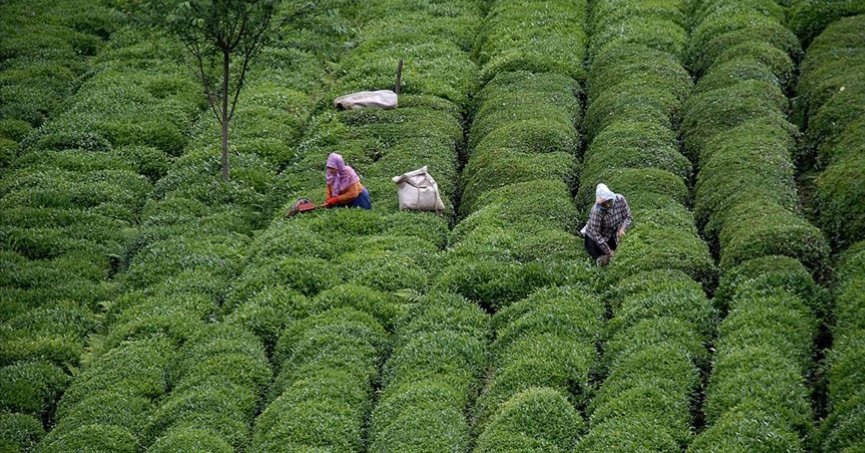Türk çayı ihracatı 11 ayda 23,6 milyon doları aştı