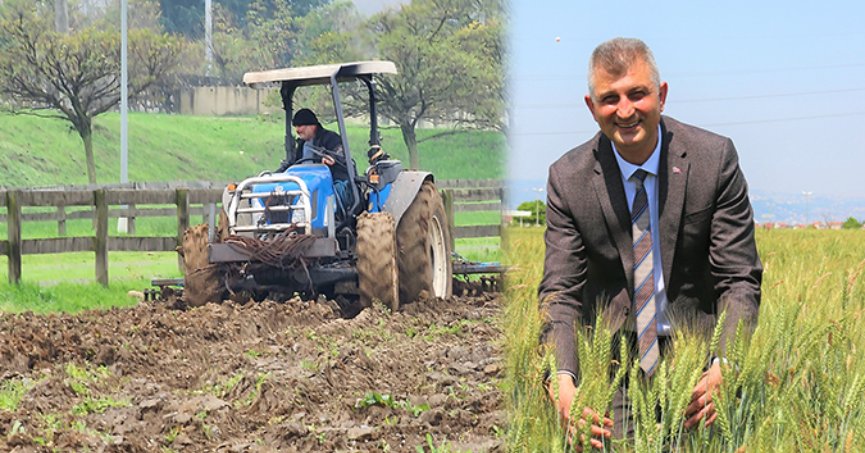 Sosyal hizmet tarlasında yem bitkisi yetişecek