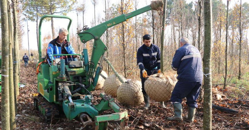 On binlerce fidan kente nefes oluyor