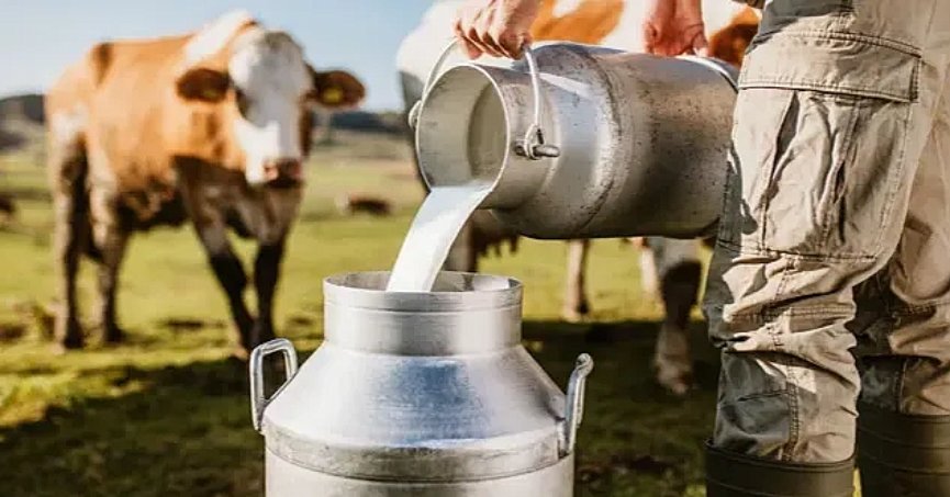 Toplanan inek sütü miktarı yüzde 8,2 arttı 