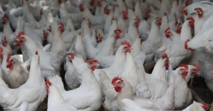 Tavuk eti üretimi yüzde 1,4 arttı