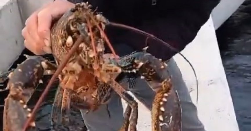 Değirmendere’de oltaya 3 kiloluk ıstakoz takıldı