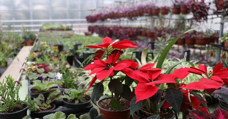 Süs bitkileri sektöründe 200 milyon dolarlık ihracat hedefi