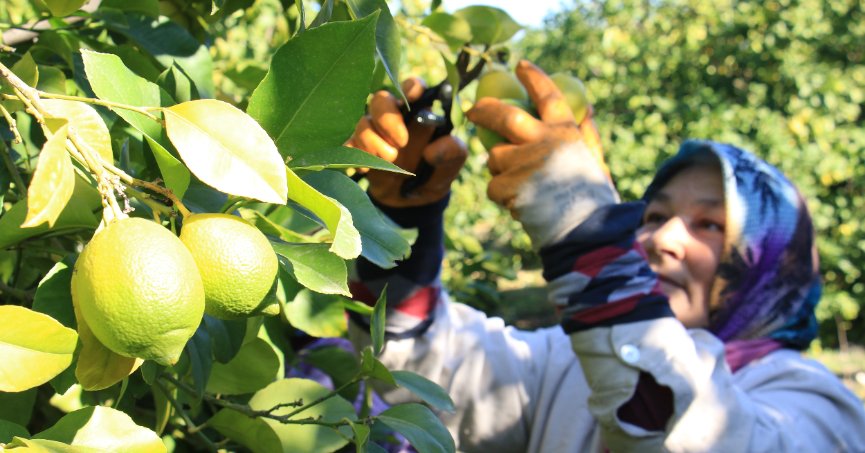 Tescilli Lamas limonunda hasat 5 TL ile başladı