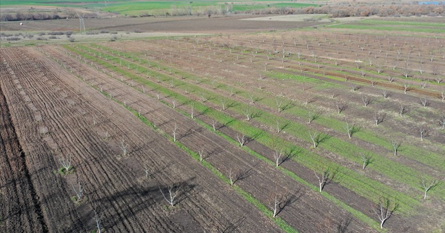 Hazine’ye ait 1,3 milyar m² tarım arazisi 80 bin çiftçiye kiralandı