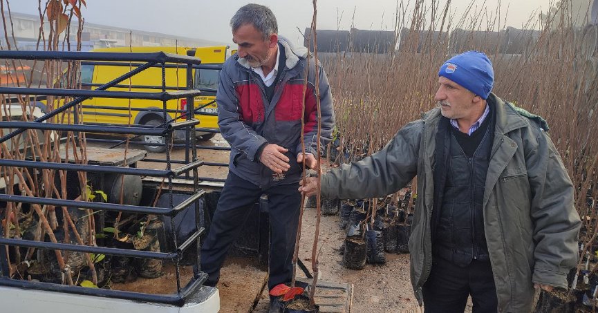 Yüzde 50 hibeli meyve fidanı dağıtımı başladı