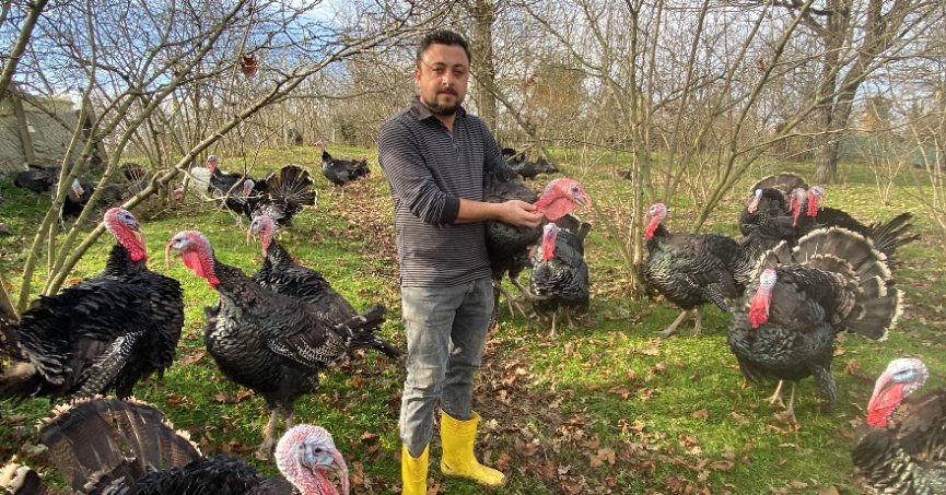 Hindinin kilosu 350 liradan alıcı buluyor