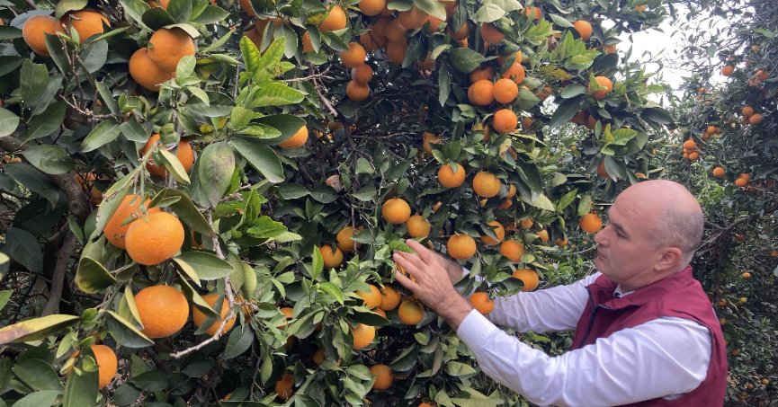 Doğu Akdeniz’de portakal hasadı