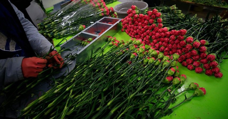 Türkiye’den 73 ülkeye 140 milyon dolarlık çiçek ihracatı