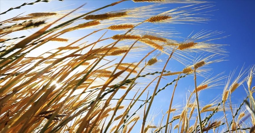 Tohumculuk sektörü büyümesini sürdürecek