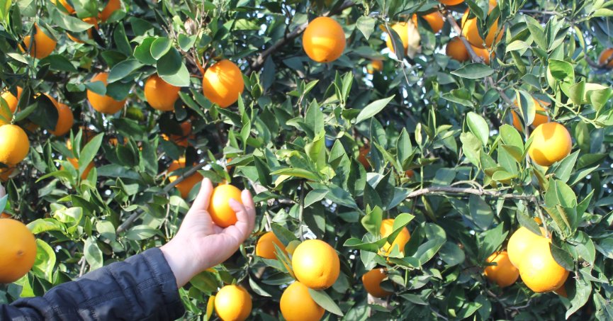 Bahçede 3 TL, markette 45 TL