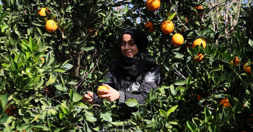 Adana portakalı dünyanın dört bir yanına ihraç ediliyor