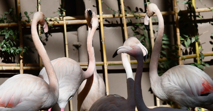 Hayvanat bahçesinde kuşların nesli korunuyor