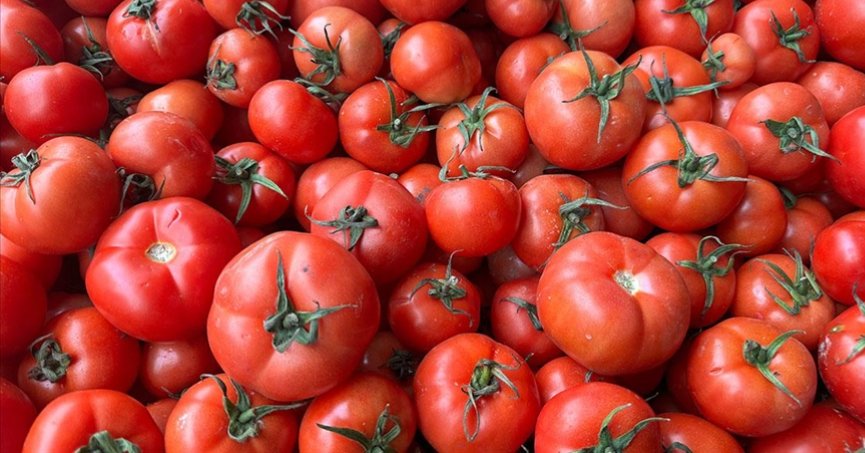 Türkiye’nin domates ihracatı 538,7 milyon dolara yükseldi