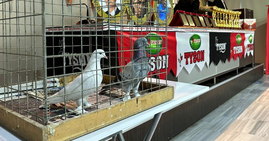 En iyi oyun kuşları hünerlerini sergiledi