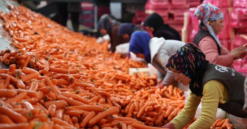 Elle sökülen havuç dünya pazarına hazırlanıyor
