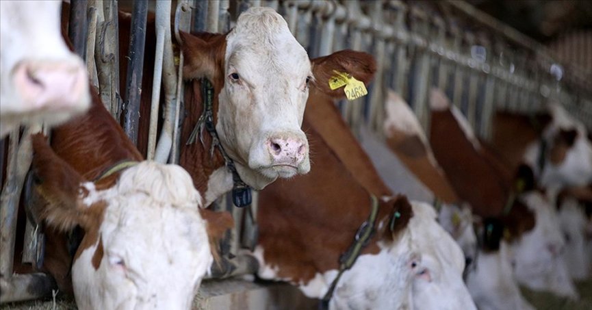 Çiğ süt tavsiye fiyatı belirlendi