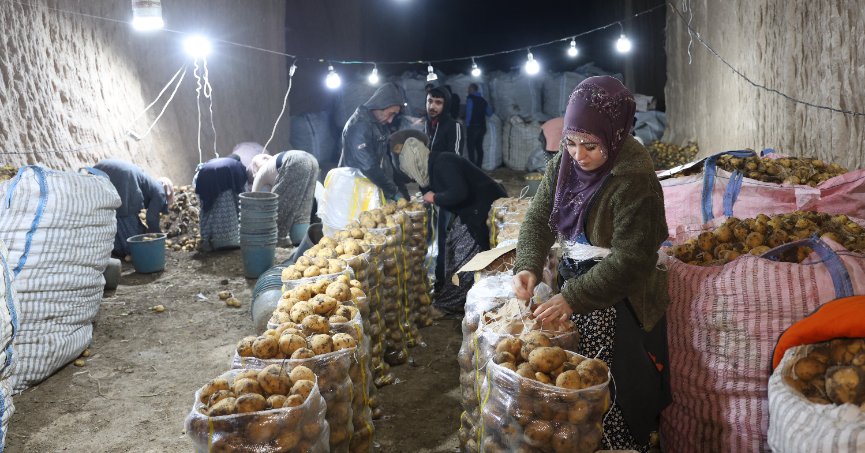 Türkiye’nin patates ihtiyacının çoğu bu depolardan karşılanıyor