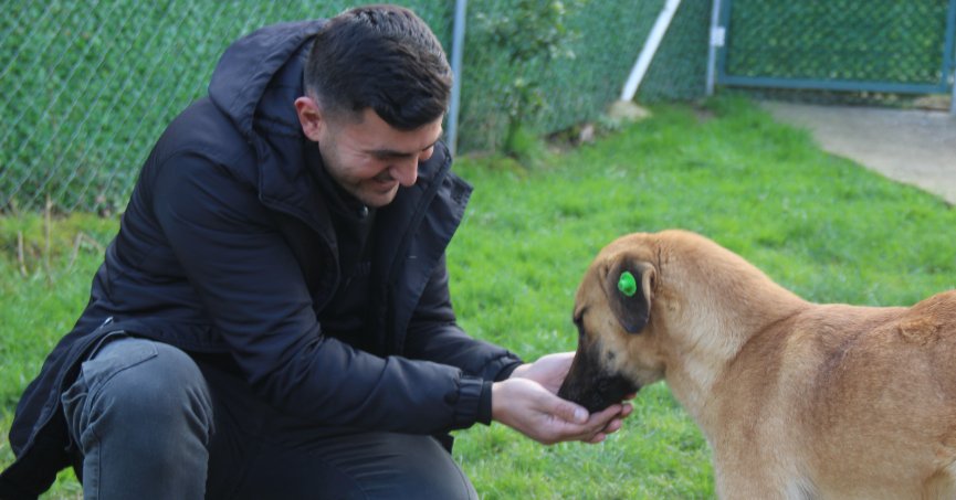Felçli köpeği hayata bağladı