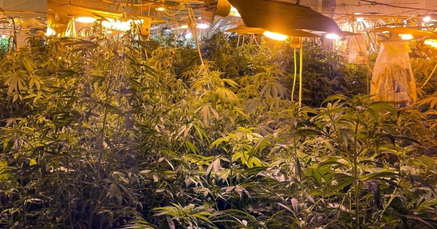 Kocaeli’de 500 kök Hint keneviri ele geçirildi