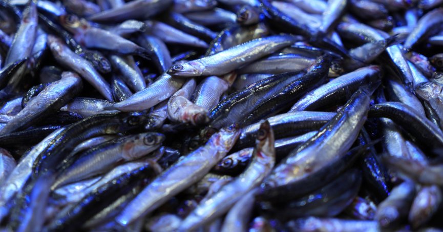 Gençlik iksiri kolajen içeren hamsiye ilgi arttı