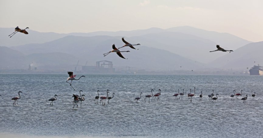 İzmit Körfezi’nde 351 flamingo kanat çırpıyor