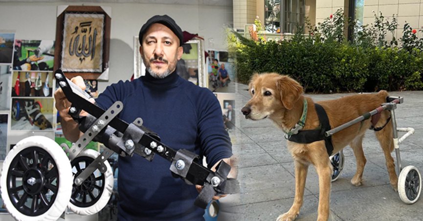 Ampute hayvanlar için yürüteç üretiyor