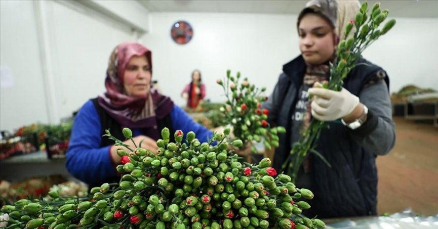 Dünyadaki sevgililere 70 milyon dal Türk çiçeği