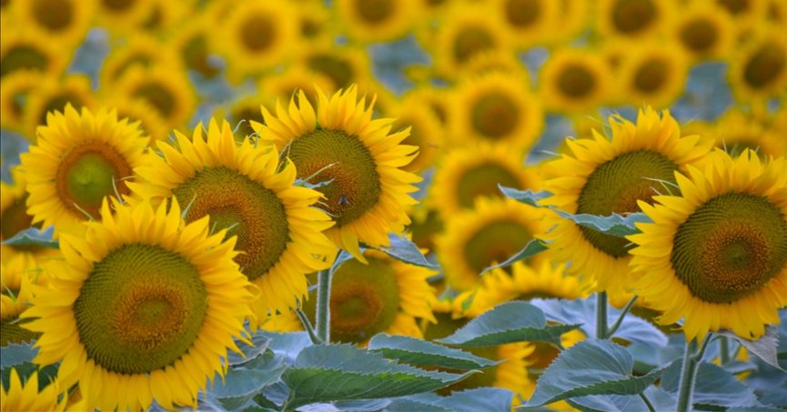 İklim değişikliği ve kuraklık ayçiçeği üretimini etkiledi