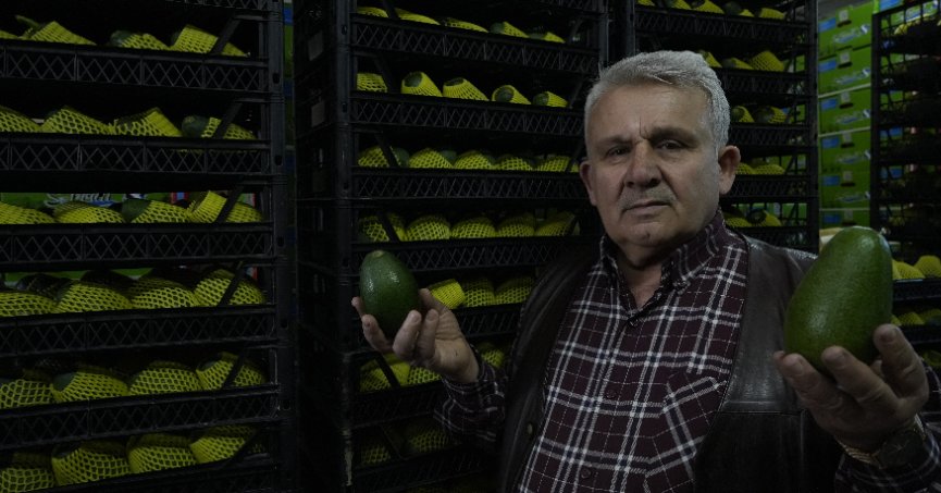 Türk avokadosu Rusya pazarında yok satıyor