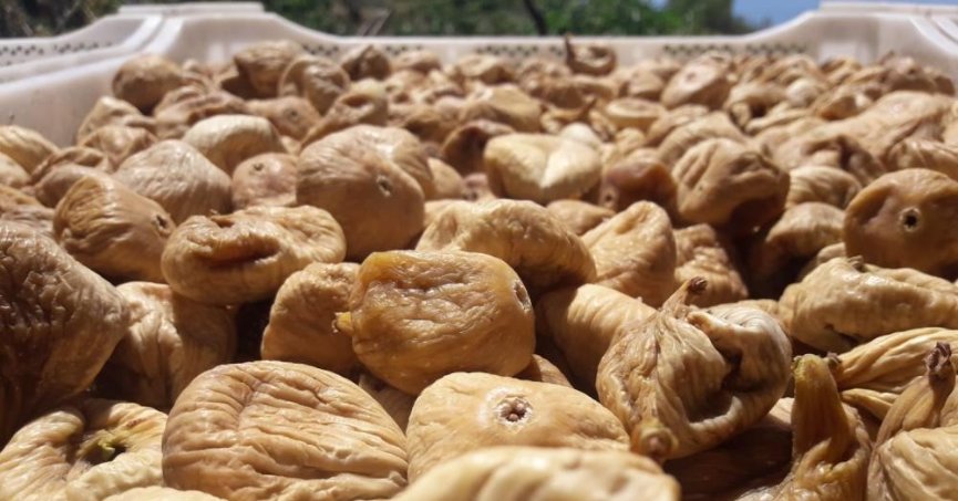 ABD’ye kuru incir ihracatı son 1 yılda yüzde 42 arttı