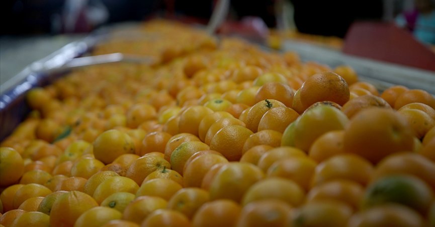 Yaş meyve ve sebze ihracatı en fazla Akdeniz’den yapıldı