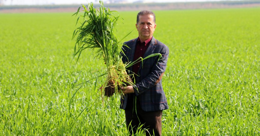 Buğday bu sene yüz güldürecek
