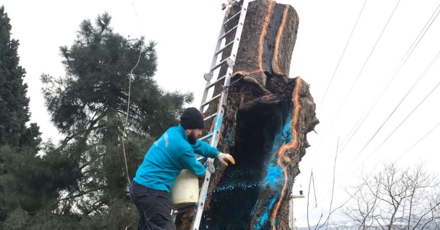 Büyükşehir’den 100 yıllık çınara tedavi