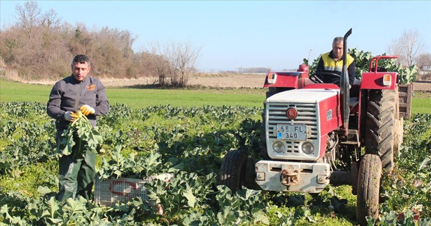 Brokolide 12 tondan fazla rekolte beklentisi