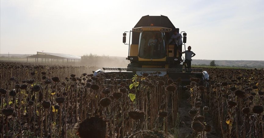 Edirne, 2023’te en çok çeltik ve ayçiçeğinin üretildiği kent oldu