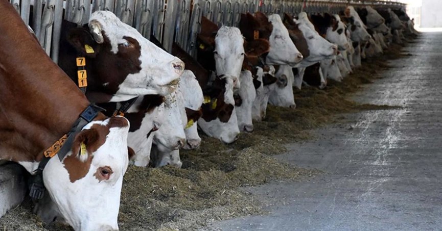 Büyükbaş hayvan sayısı yüzde 2,6 azaldı